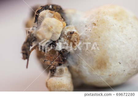 Volvariella volvacea (also known as paddy straw mushroom or straw mushroom) is a species of edible mushroom cultivated for education in Lab. Volvariella volvacea (also known as paddy straw mushroom or straw mushroom) is a species of edible mushroom cultivated for education in Lab. 69672280