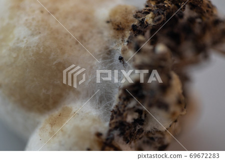 Volvariella volvacea (also known as paddy straw mushroom or straw mushroom) is a species of edible mushroom cultivated for education in Lab. 69672283