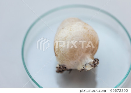 Volvariella volvacea (also known as paddy straw mushroom or straw mushroom) is a species of edible mushroom cultivated for education in Lab. 69672290