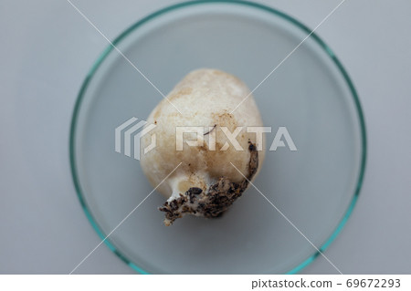 Volvariella volvacea (also known as paddy straw mushroom or straw mushroom) is a species of edible mushroom cultivated for education in Lab. 69672293