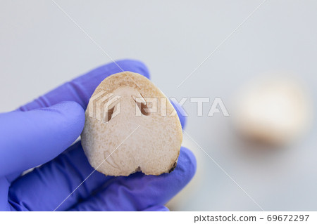 Volvariella volvacea (also known as paddy straw mushroom or straw mushroom) is a species of edible mushroom cultivated for education in Lab. Volvariella volvacea (also known as paddy straw mushroom or straw mushroom) is a species of edible mushroom cultivated for education in Lab. 69672297