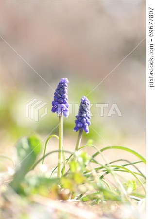 Close up of muscari 69672807