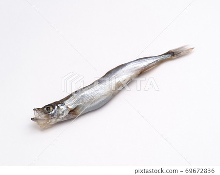 California shishamo California shishamo 69672836
