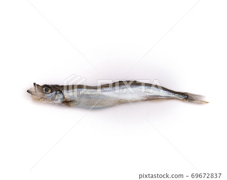 California shishamo California shishamo 69672837