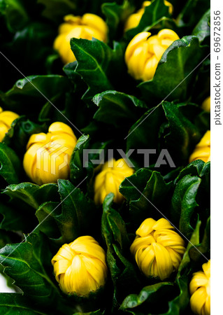 Glow of yellow autumn chrysanthemum and spirit Glow of yellow autumn chrysanthemum and spirit 69672856