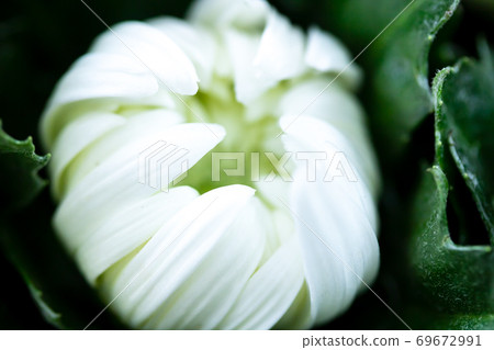 White autumn chrysanthemum, the world of spirits White autumn chrysanthemum, the world of spirits 69672991