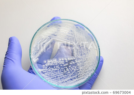 Yeast in petri dish, Microbiology for education in laboratories. 69673004