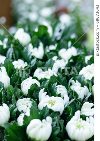 White autumn chrysanthemum, the world of spirits 69673043