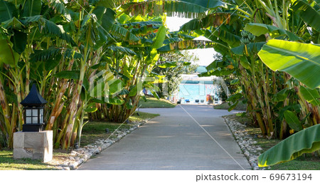 Alley of banana trees leading to the sea 69673194