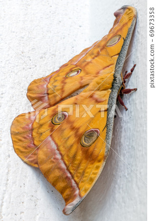 Tussar silk moth ( Antheraea paphia ) relax on the white wall, Luang Prabang, Laos.  69673358