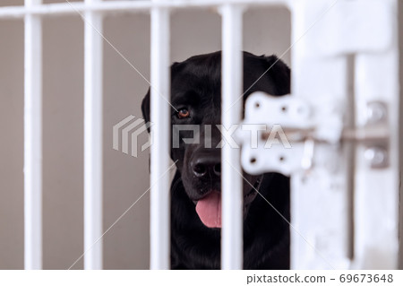 Unhappy and sad dog in a cage. Dog at an animal shelter looks through a cage 69673648