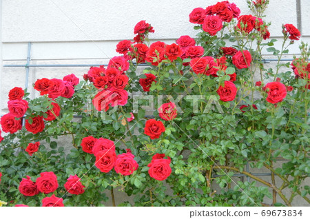 Rose flowers take root in the ground Rose flowers take root in the ground 69673834