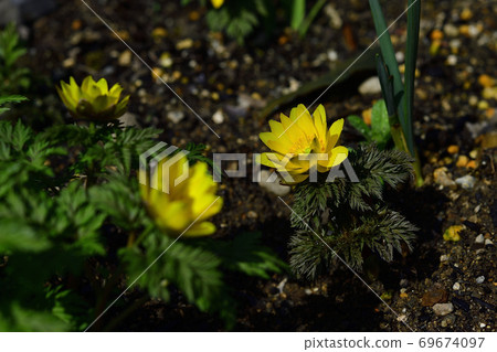 New Year's celebration flower Amur adonis has bloomed. @ Home New Year celebration flower Amur adonis has bloomed. @ Home garden, Sakai city, Osaka prefecture New Year's celebration flower Amur adonis has bloomed. @ Home New Year celebration flower Amur adonis has bloomed. @ Home garden, Sakai city, Osaka prefecture 69674097