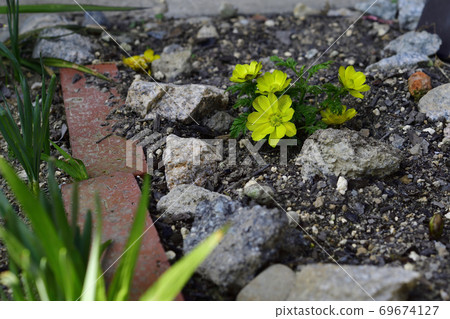 New Year's celebration flower Amur adonis has bloomed. @ Home garden, Sakai city, Osaka prefecture New Year's celebration flower Amur adonis has bloomed. @ Home garden, Sakai city, Osaka prefecture 69674127