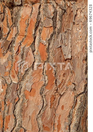 Texture pine tree bark, detailed shot. Natural pine tree bark abstract background 69674328