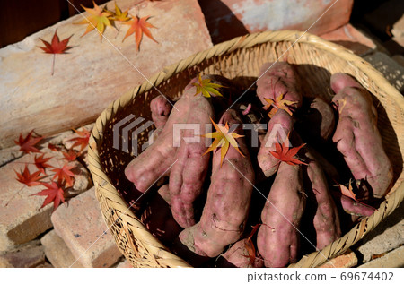 Harvest of sweet potatoes Harvest of sweet potatoes 69674402