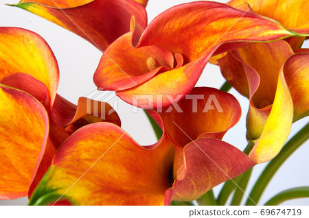 Bouquet of Red and Yellow Calla Lilies. Close-up photo. 69674719