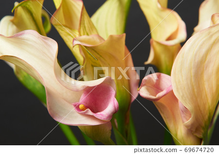 Bouquet of Red and Yellow Calla Lilies. Close-up photo. 69674720