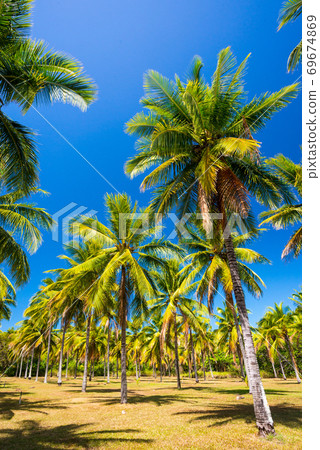 Palm tree field Palm tree field 69674869