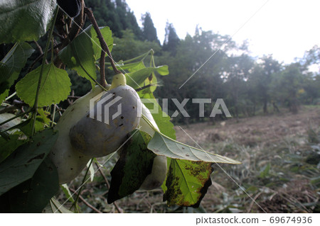 Natural akebi Natural akebi 69674936