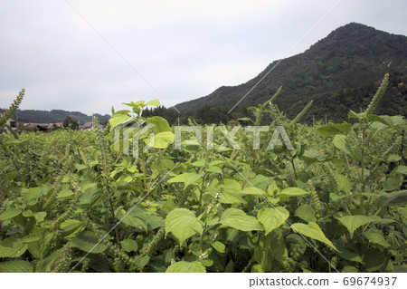 Egama field 69674937