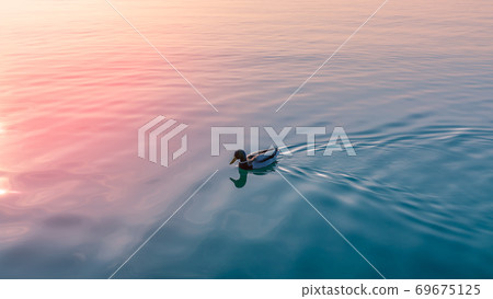 Duck drake on the calm waters of Lake Garda in the rays of the setting sun. Italy 69675125