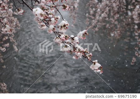[町田市]雪田昂達河和成排的櫻花樹 69675190