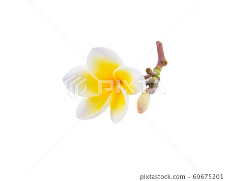 frangipani flower isolated white background frangipani flower isolated white background 69675201
