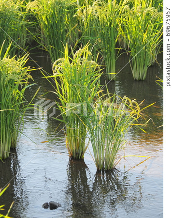 Agricultural image (rice farming) Agricultural image (rice farming) 69675957