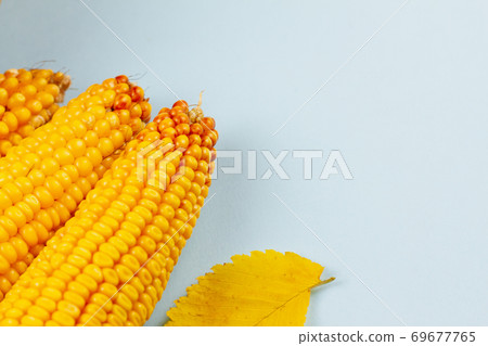 Corn on a blue background. 69677765