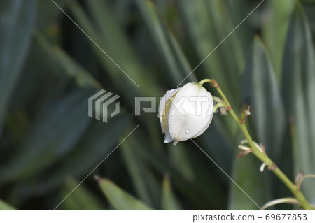 Spanish dagger 69677853