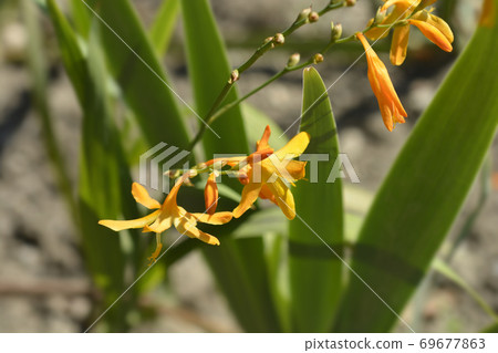 Montbretia Norwich Canary Montbretia Norwich Canary 69677863