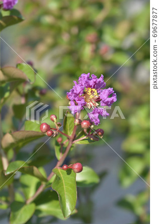 Crepe myrtle 69677877