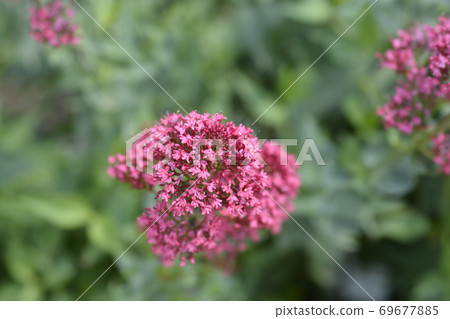 Red valerian 69677885
