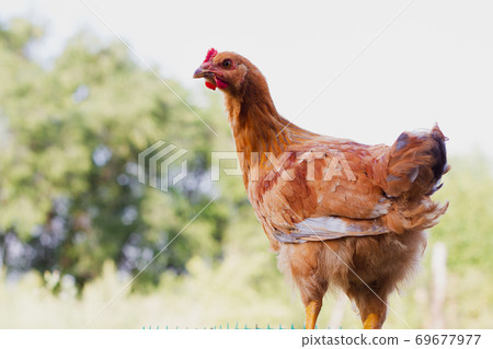 Chicken on the background of nature. 69677977