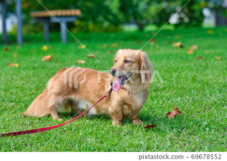 Miniature dachshund looking back on the grass in the park 69678552