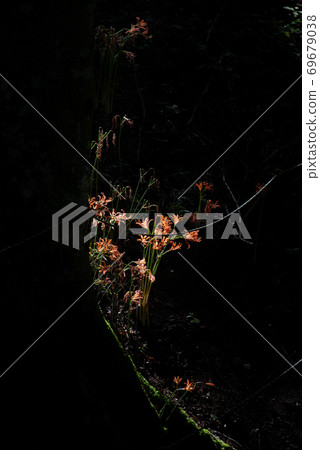 發光的花田 69679038