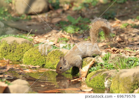 日本松鼠來喝水 69679576