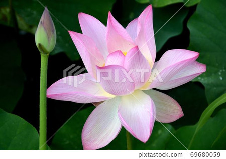 蓮花盛開的夏天池塘 69680059