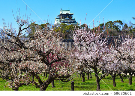Osaka Castle plum forest Osaka Castle plum forest 69680601
