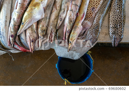 Moraenas on the table in Dar Es Salaam. Morey eel on slab at fish market, Tanzania Moraenas on the table in Dar Es Salaam. Morey eel on slab at fish market, Tanzania 69680602