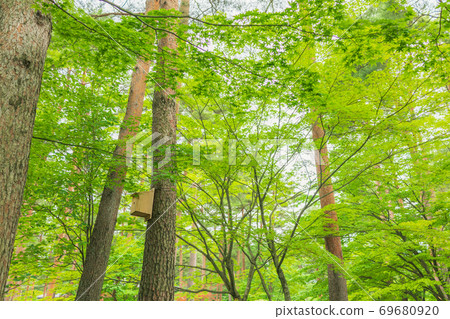 Forest with birdhouse Forest with birdhouse 69680920