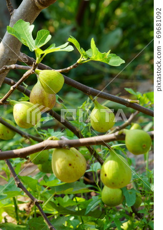Taken on September 21, 2020 in Hachioji, Tokyo: Fig before harvest 2 69681092