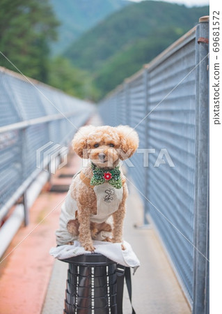 Dog on the bridge Dog on the bridge 69681572