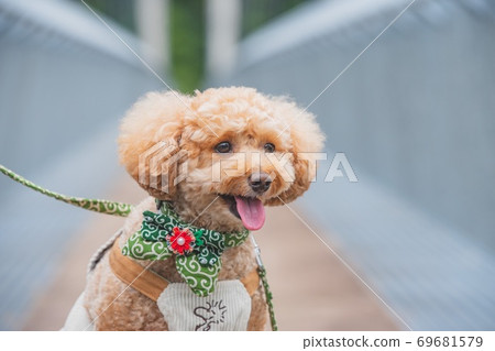 Dog on the bridge 69681579