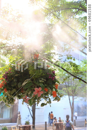 Hanging flower bathed in mist Hanging flower bathed in mist 69681588