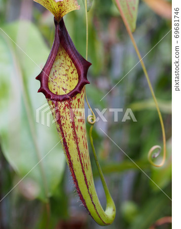 Plants of the genus Nepenthes 69681746