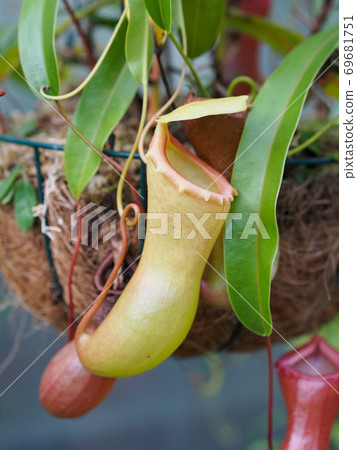 Plants of the genus Nepenthes 69681751