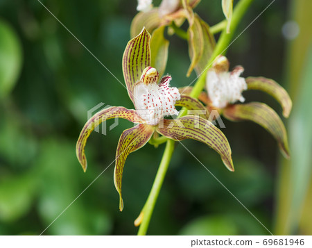 Cymbidium Tracianum 69681946