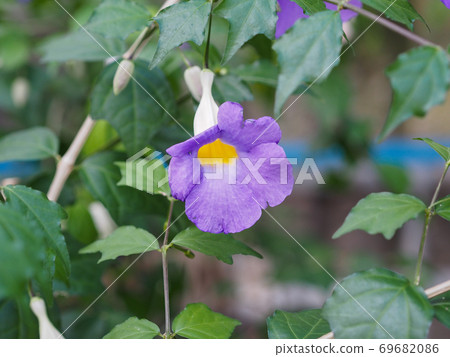 Tsunbergia Erecta Tsunbergia Erecta 69682086